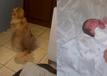 O cão medroso que ninguém queria: Como 15 gatos mudaram o destino de Coragem após 4 abandonos cruéis