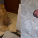 O cão medroso que ninguém queria: Como 15 gatos mudaram o destino de Coragem após 4 abandonos cruéis