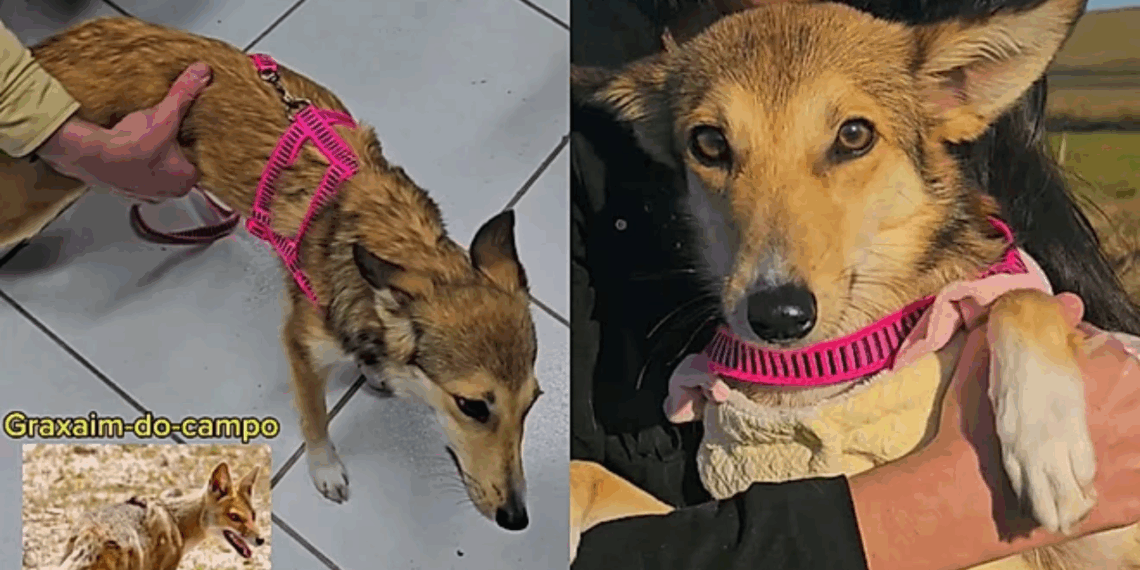 O teste de DNA revelou que a cachorrinha que parece um graxaim não é híbrida e terá vida de princesa