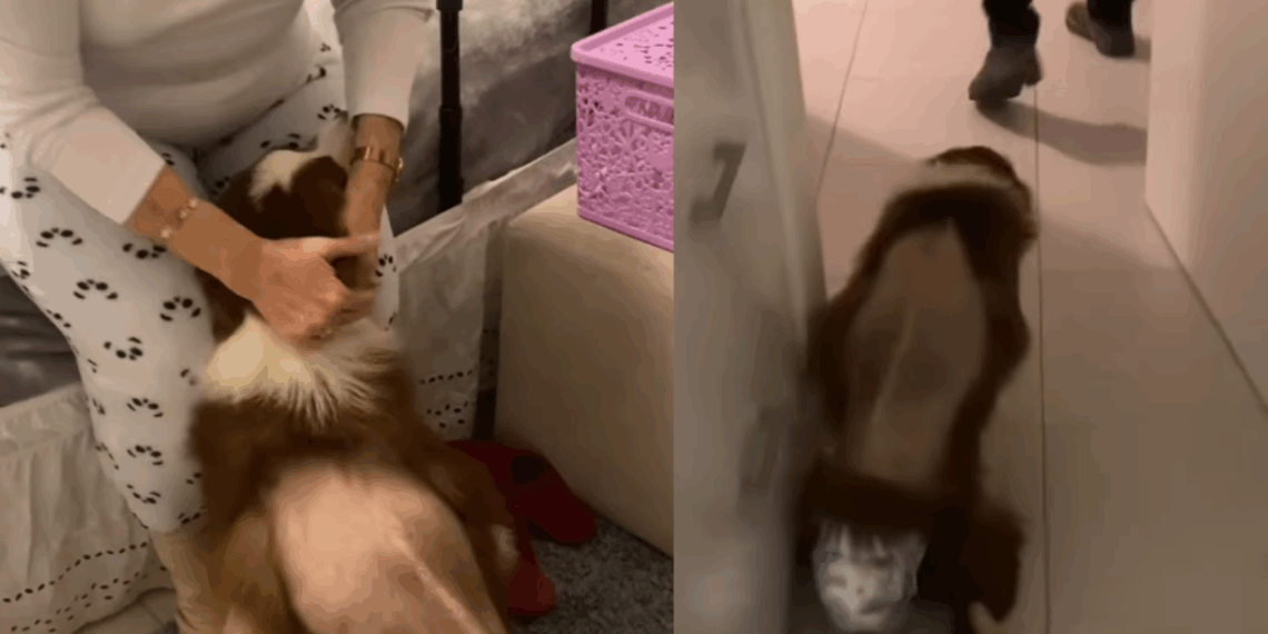 “Amor que não precisa de palavras”: Border collie passa 41 dias internada após acidente e corre direto para o colo da avó