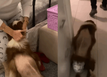 “Amor que não precisa de palavras”: Border collie passa 41 dias internada após acidente e corre direto para o colo da avó
