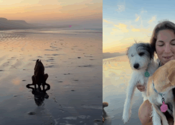 Voluntários acreditavam que cachorrinho traumatizado melhoraria logo após resgate, até equipe perceber o que estava faltando: "O tempo de cura era outro"