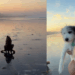 Voluntários acreditavam que cachorrinho traumatizado melhoraria logo após resgate, até equipe perceber o que estava faltando: "O tempo de cura era outro"