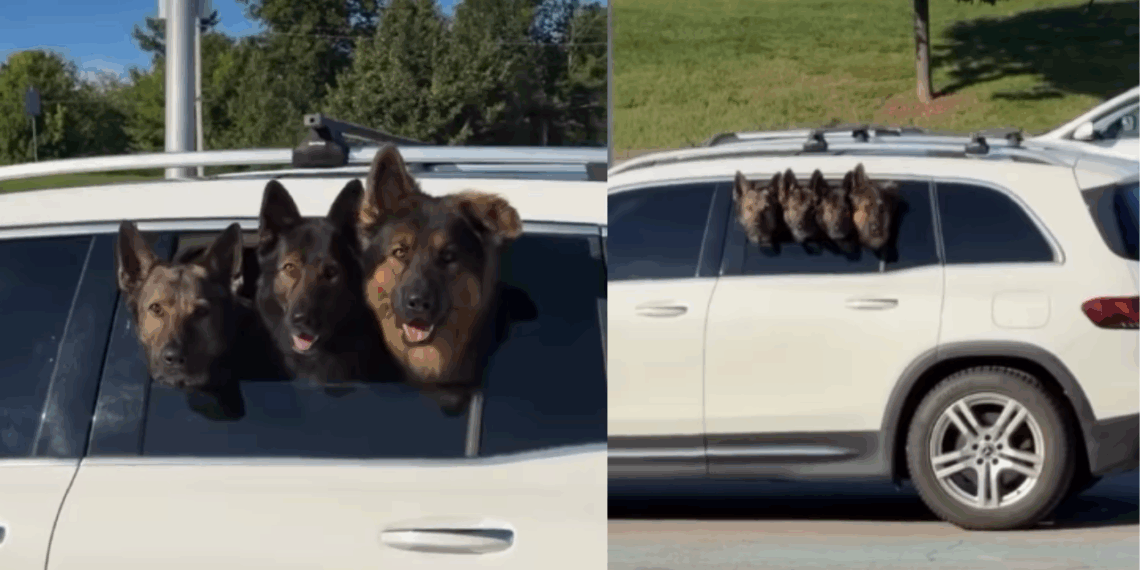 “O raro pastor alemão de quatro cabeças”: cães viralizam alinhados na janela do carro