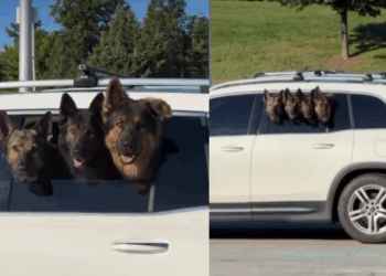 “O raro pastor alemão de quatro cabeças”: cães viralizam alinhados na janela do carro