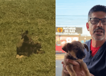 “A notícia que tanto esperava”: Filhotinho de olhar triste que viu a família ser adotada finalmente encontra um lar
