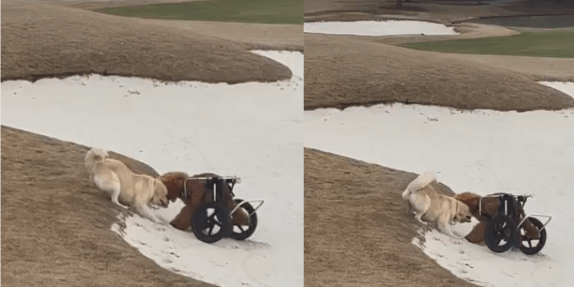"Uma história que vou contar para sempre": A emocionante amizade entre uma cachorrinha paraplégica e uma vira-lata resgatada