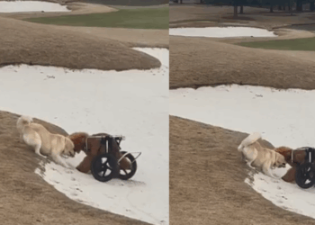 "Uma história que vou contar para sempre": A emocionante amizade entre uma cachorrinha paraplégica e uma vira-lata resgatada