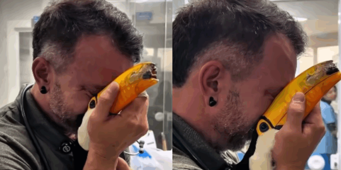 Tucano perde o bico em acidente, mas ganha nova chance após reconstrução: "Você vai sarar"