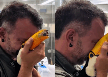 Tucano perde o bico em acidente, mas ganha nova chance após reconstrução: "Você vai sarar"