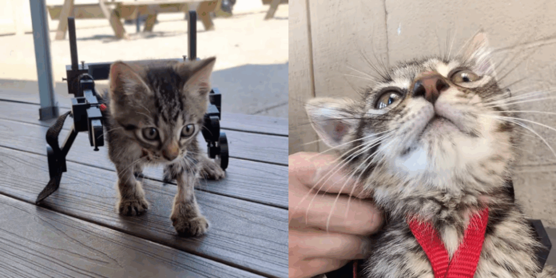 "Vida no campo e suas surpresas": veterinária usa carrinhos Hot Wheels e réguas para criar cadeira de rodas minúscula e ajudar gatinho paralítico