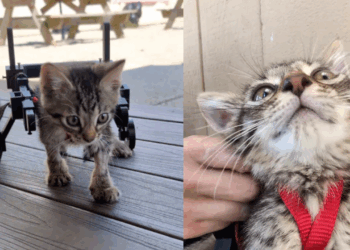 "Vida no campo e suas surpresas": veterinária usa carrinhos Hot Wheels e réguas para criar cadeira de rodas minúscula e ajudar gatinho paralítico