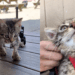 "Vida no campo e suas surpresas": veterinária usa carrinhos Hot Wheels e réguas para criar cadeira de rodas minúscula e ajudar gatinho paralítico