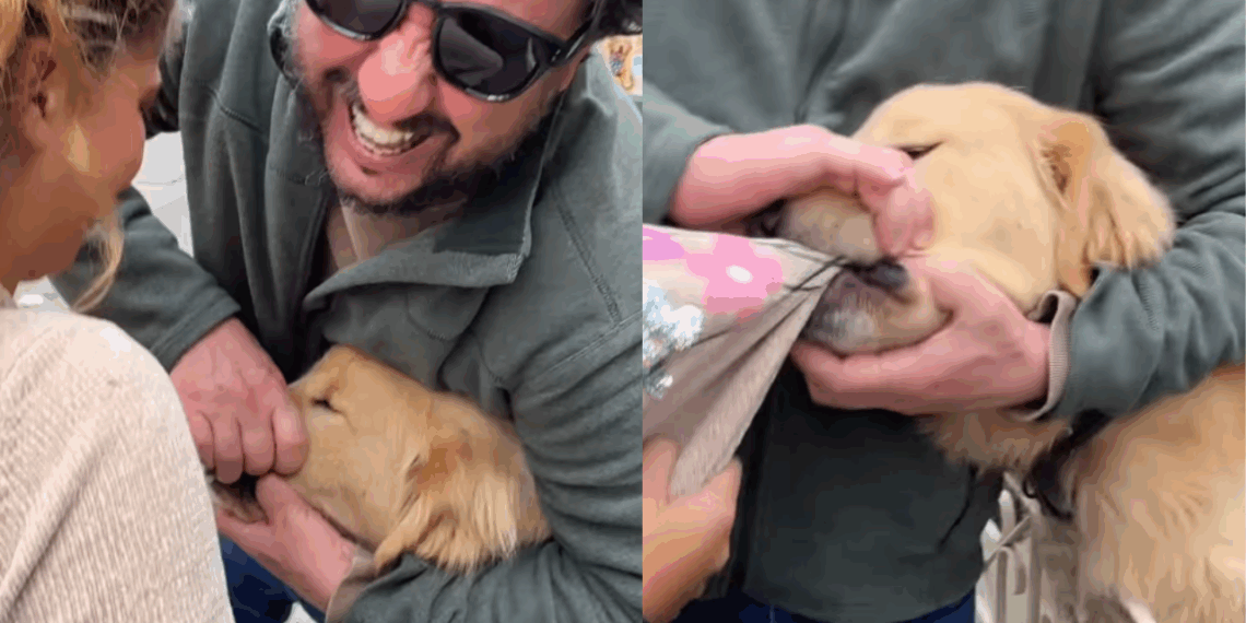 "Se tem placa, tem história": menina ignora aviso e vira "vítima" de golden retriever em SC