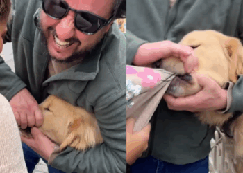 "Se tem placa, tem história": menina ignora aviso e vira "vítima" de golden retriever em SC