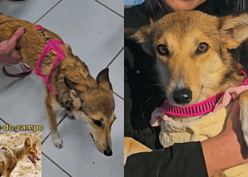 O teste de DNA revelou que a cachorrinha que parece um graxaim não é híbrida e terá vida de princesa