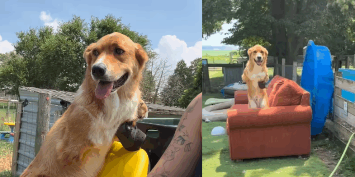 "É a melhor parte do dia": cão com deficiência faz ritual emocionante antes de passear