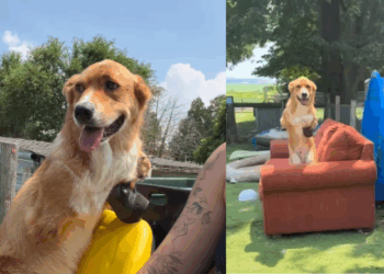 "É a melhor parte do dia": cão com deficiência faz ritual emocionante antes de passear