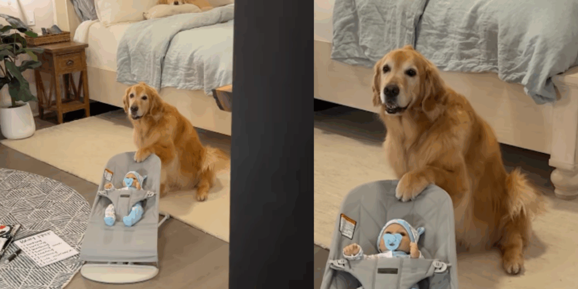 "A melhor babá de todas": casal treina golden retriever para chegada de bebê e cadela leva missão a sério