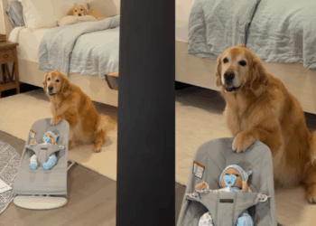 "A melhor babá de todas": casal treina golden retriever para chegada de bebê e cadela leva missão a sério