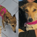 O teste de DNA revelou que a cachorrinha que parece um graxaim não é híbrida e terá vida de princesa