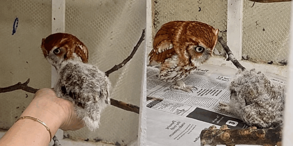 Coruja tentou de tudo para formar uma família, até que uma pequena bolinha de plumas transformou sua vida
