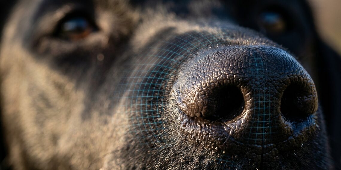 Detalhe em macro de focinho de cachorro com textura de ranhuras e gotas de água iluminado pela luz natural.