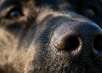 Detalhe em macro de focinho de cachorro com textura de ranhuras e gotas de água iluminado pela luz natural.