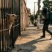 Cachorro em postura de alerta latindo no portão para entregador de capacete e mochila volumosa