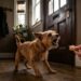 Seu cachorro late sem parar? A técnica que devolveu o sossego à minha casa