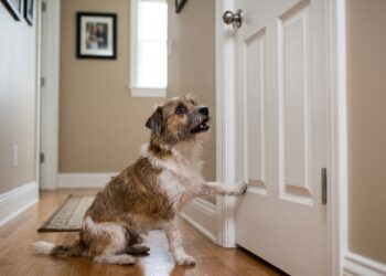 Por que seu cachorro chora quando você fecha a porta do banheiro? Ciência explica a frustração de barreira e o instinto de matilha