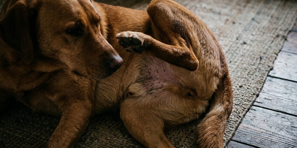 Cão deitado sobre tapete coçando a pelagem onde se observam pequenos pontos pretos de resíduos de pulgas.