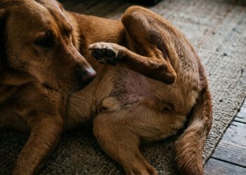 Cão deitado sobre tapete coçando a pelagem onde se observam pequenos pontos pretos de resíduos de pulgas.