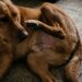 Cão deitado sobre tapete coçando a pelagem onde se observam pequenos pontos pretos de resíduos de pulgas.