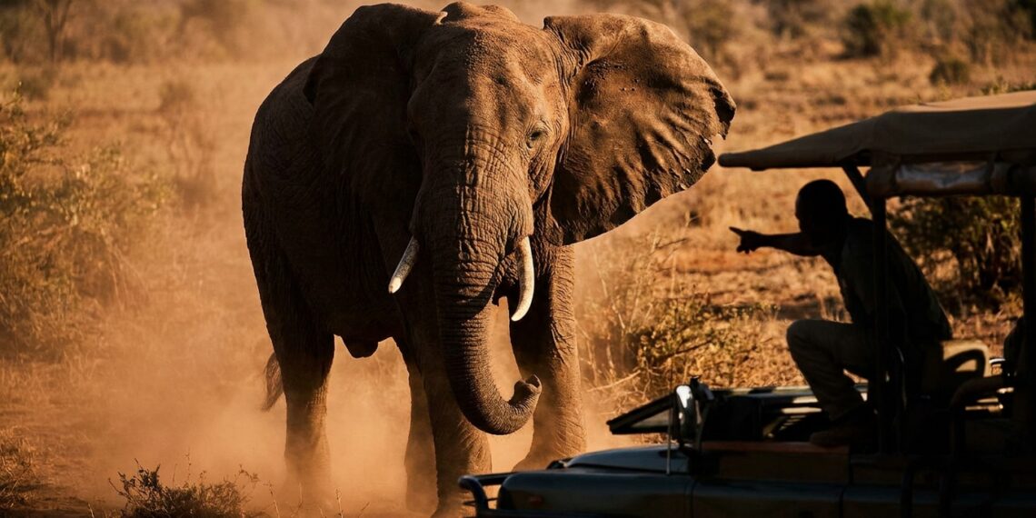 Elefante africano em postura de alerta na savana com foco na cabeça e na base tensionada das orelhas.