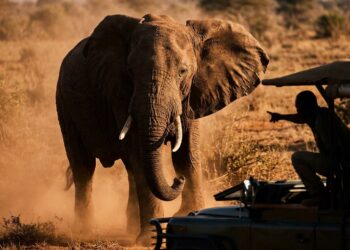 Elefante africano em postura de alerta na savana com foco na cabeça e na base tensionada das orelhas.