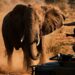 Elefante africano em postura de alerta na savana com foco na cabeça e na base tensionada das orelhas.