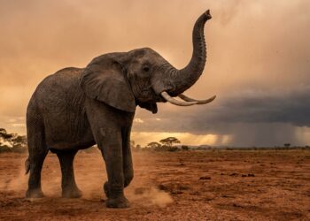 Elefante-africano erguendo a tromba no ar para farejar água e chuva na savana ao entardecer.
