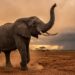 Elefante-africano erguendo a tromba no ar para farejar água e chuva na savana ao entardecer.