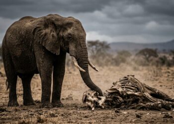 Elefante fica ao lado do corpo de outro elefante por dias: cientistas ainda discutem se isso é luto