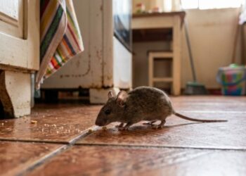 Especialistas em controle de pragas concordam: "A melhor maneira de afastar ratos do jardim não é usar armadilhas, mas sim cultivar estas três plantas aromáticas."