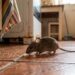 Especialistas em controle de pragas concordam: "A melhor maneira de afastar ratos do jardim não é usar armadilhas, mas sim cultivar estas três plantas aromáticas."