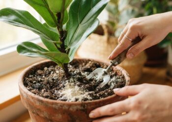Despejar uma colher de farinha de milho fina misturada à terra dos vasos uma vez por mês: para que serve e quais são os seus benefícios para estimular a atividade microbiana benéfica?