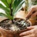 Despejar uma colher de farinha de milho fina misturada à terra dos vasos uma vez por mês: para que serve e quais são os seus benefícios para estimular a atividade microbiana benéfica?