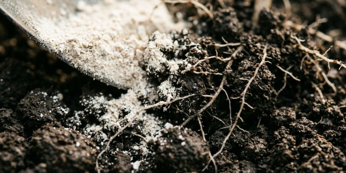 Nem fertilizante químico, nem poda radical: a melhor maneira de fortalecer a roseira no inverno usando farinha de osso, segundo cultivadores