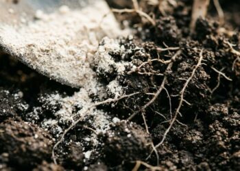 Nem fertilizante químico, nem poda radical: a melhor maneira de fortalecer a roseira no inverno usando farinha de osso, segundo cultivadores