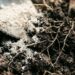 Nem fertilizante químico, nem poda radical: a melhor maneira de fortalecer a roseira no inverno usando farinha de osso, segundo cultivadores