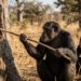 Chimpanzés fabricam lanças de galho e ensinam os filhotes a caçar como uma aula silenciosa