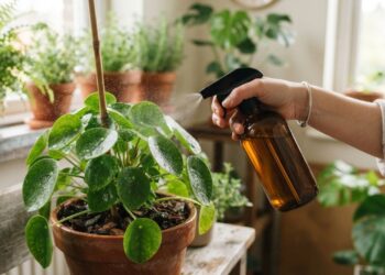 Nem defensivo químico pesado, nem calda tóxica: a melhor maneira de afastar pulgões das plantas usando extrato diluído de folhas de nim, segundo horticultores
