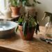 Como recuperar uma planta de vaso com folhas murchas por falta de água sem encharcar o substrato, segundo paisagistas